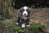 BEARDED COLLIE 472